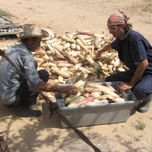 la cosecha fotos thumbnail 1