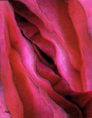 Rosa 2