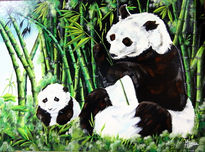 Osos pandas