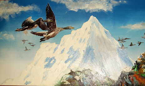 Animales