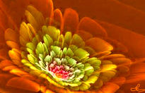 Flor de  la  calendula