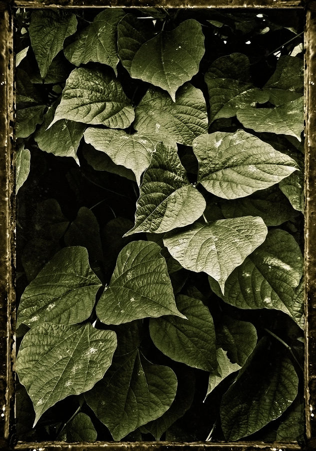 Compositions with Leaves