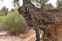 Arbol centenario