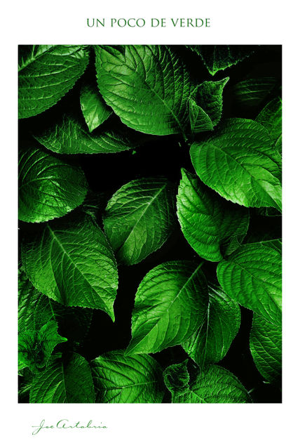 Un poco de verde