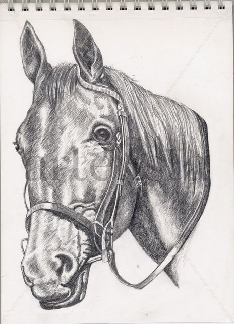 Caballo