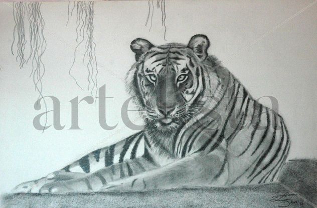 Tigre