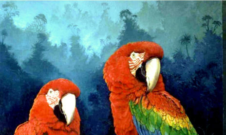 amazonia II