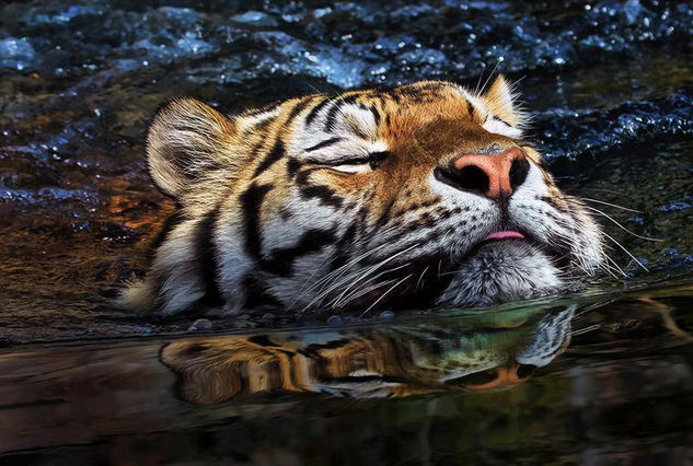 tigre 2 Oil Canvas Landscaping