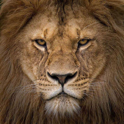 El rey de la selva