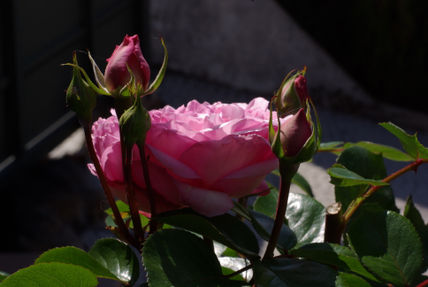Rosal
