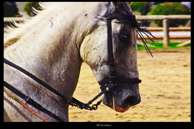 Caballo Blanco Naturaleza Color (Digital)