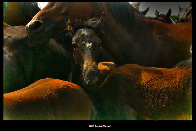 Mirando Naturaleza Color (Digital)