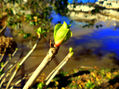 hortensia y su brote