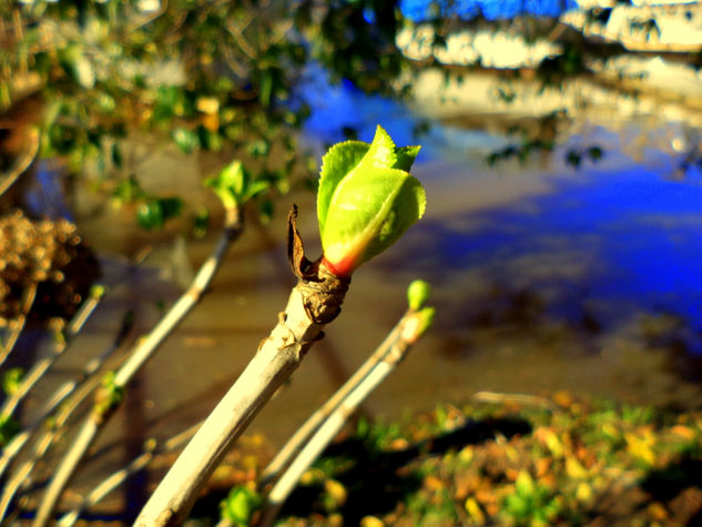 hortensia y su brote Óleo Lienzo Paisaje