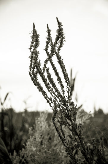 Flores Naturaleza Blanco y Negro (Digital)