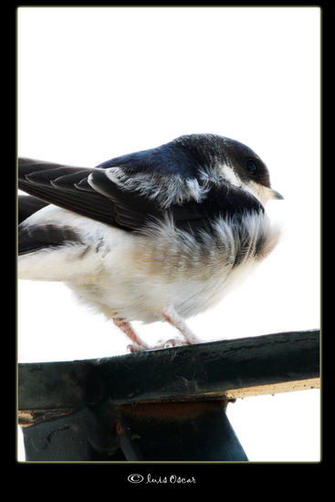 Golondrina Naturaleza Color (Digital)