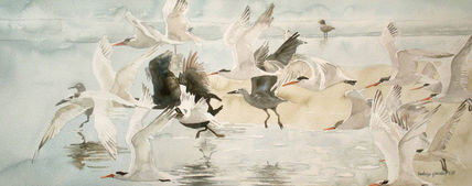 Gaviotas de Playa...