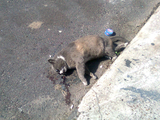 THE CURIO KILLED THE CAT