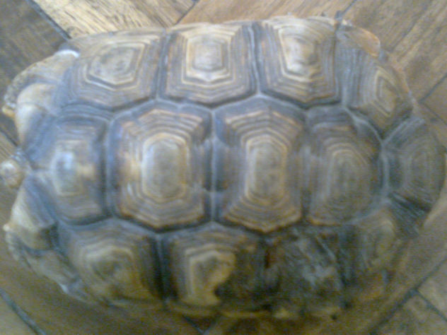 TORTUGA