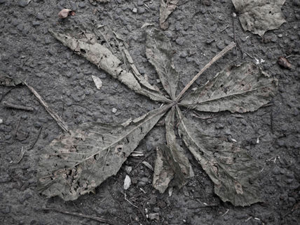Chestnut leaf