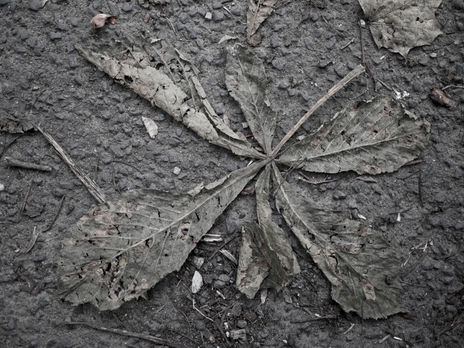 Chestnut leaf