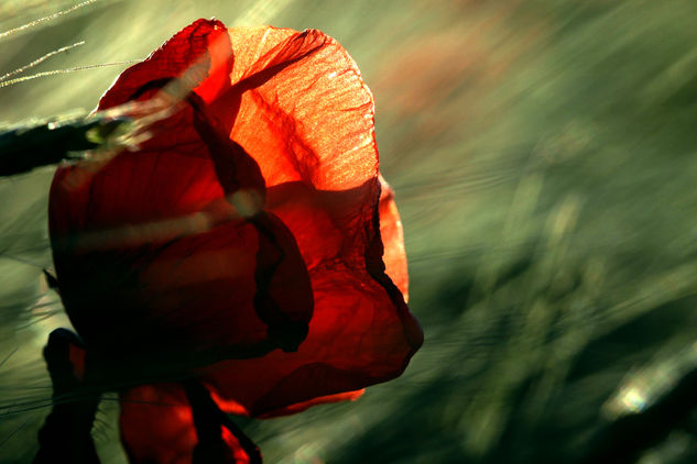 red poppy Nature Color (Digital)