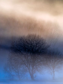 Eveningtree in winter