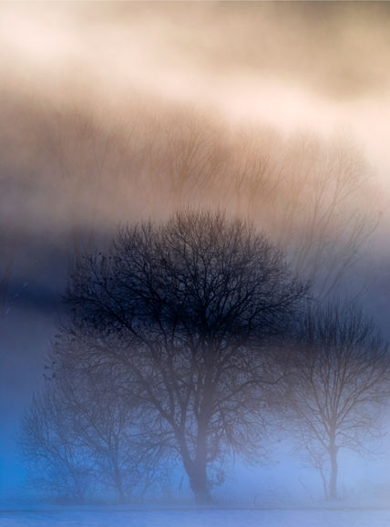 Eveningtree in winter