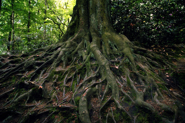 roots