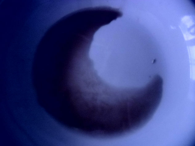 COMPOSICION VLAS.LUNA-
