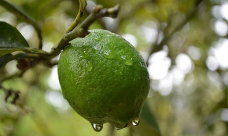 NATURA