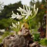 NATURA thumbnail 2