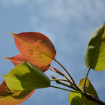 NATURA thumbnail 1