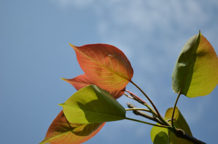 Hojas en el cielo