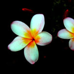 macrointimo en flor 1 thumbnail 2