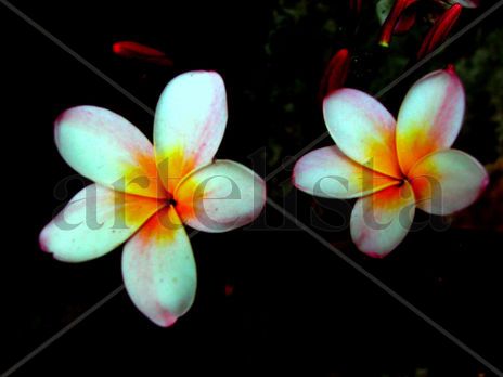 Florecitas dulcecitas