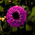 macrointimo en flor 1 thumbnail 1
