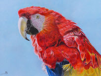 Guacamayo