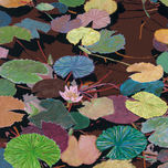 Waterlilies thumbnail 1