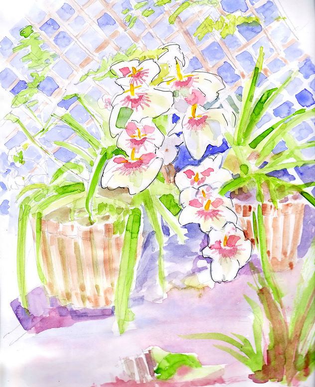 Orquideas panameñas