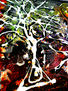 COMPOSICION VLAS.LA VIDA 2012