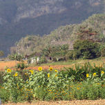 Pinar del Rio thumbnail 1