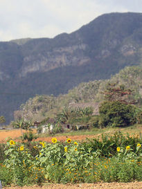 Girasoles viñaleros