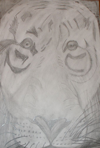 Tigre
