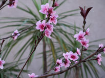 Anuncio de primavera