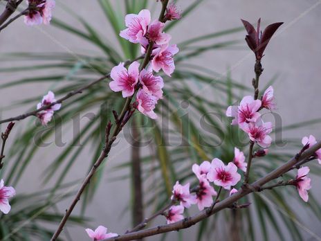 Anuncio de primavera