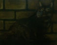 Gato 3