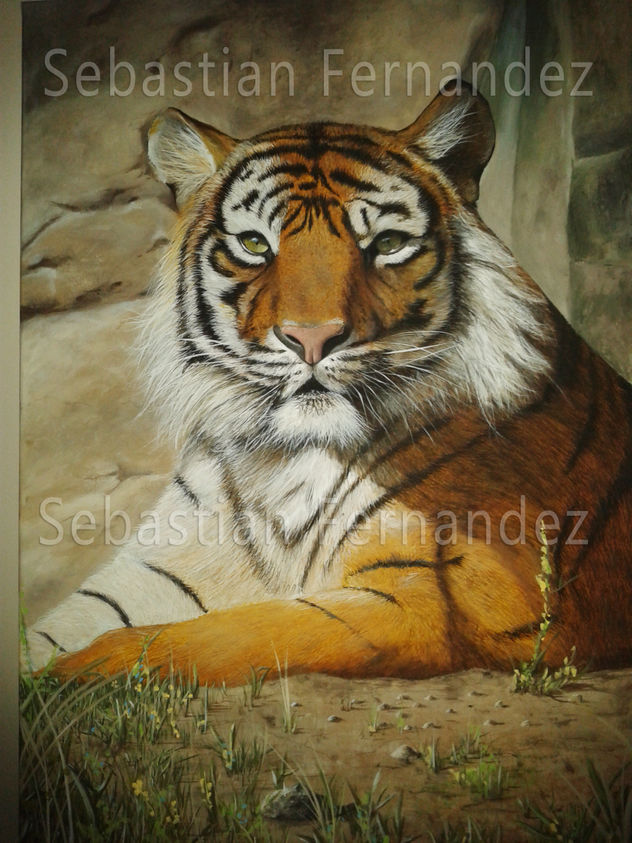 tiger
