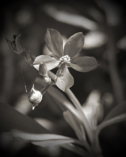 Soledad Naturaleza Blanco y Negro (Digital)