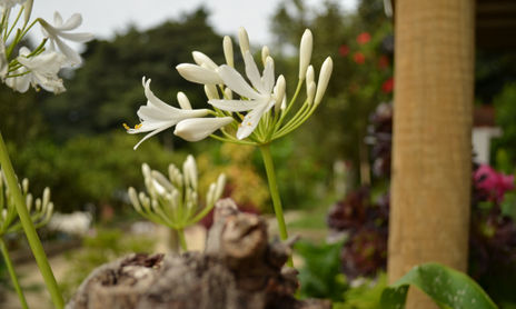 Primavera